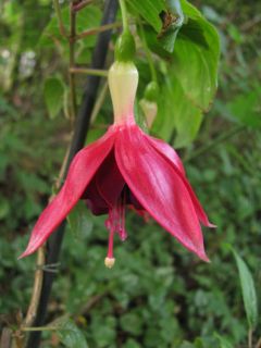 Fuchsia E. Bonnet 06