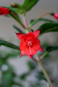 Fuchsia Hinnerike 06